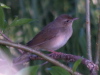 River Warbler, Denmark 22nd of May 2007 Photo: Silas K.K. Olofson