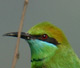 Arabian Green Bee-eater, India 17th of February 2006 Photo: Rune Bisp Christensen