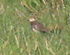 White-tailed Lapwing, Endnu et 500m-afstands-foto, Denmark 19th of May 2007 Photo: Per Schiermacker-Hansen