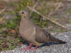 Mourning Dove, USA 1st of April 2007 Photo: Silas K.K. Olofson