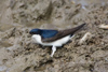 Common House Martin, Denmark 24th of May 2007 Photo: Claus Halkjær