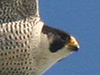 Peregrine Falcon, Denmark 25th of March 2007 Photo: Søren Skov