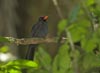 Black-fronted Nunbird <i>(Monasa nigrifrons)</i>, Peru 24. oktober 2006 Foto: Niels Poul Dreyer