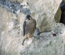 Peregrine Falcon, Den ene af to vandrefalkeunger . Det er første gang at vandrefalken yngler på Sjælland i 57 år ., Denmark 9th of June 2007 Photo: Lars Adler Krogh