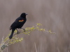 Red-winged Blackbird, USA 9th of April 2007 Photo: Silas K.K. Olofson
