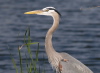 Great Blue Heron, USA 30th of March 2007 Photo: Silas K.K. Olofson