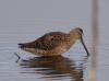 Short-billed Dowitcher, USA 6th of April 2007 Photo: Silas K.K. Olofson