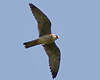 Red-footed Falcon, female, 2 cy, Denmark 9th of June 2007 Photo: Jørgen Kabel