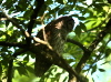 Barred Owl - (Strix varia), USA 4. april 2007 Foto: Silas K.K. Olofson