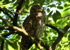 Barred Owl - (Strix varia), USA 4th of April 2007 Photo: Silas K.K. Olofson