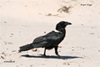 Pied Crow, South Africa February 2007 Photo: Tommy Studsholt Christensen