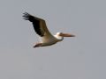 Great White Pelican, Denmark 19th of July 2007 Photo: Clausjannic Labuz