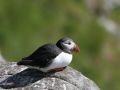 Atlantic Puffin, Norway 10th of July 2007 Photo: Vagn Freundlich