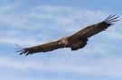 Griffon Vulture, Spain 15th of July 2007 Photo: John Dreyer Andersen