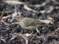 Eurasian Rock Pipit, Juv., Norway 10th of July 2007 Photo: Vagn Freundlich