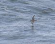Balearic Shearwater, Sweden 29th of July 2007 Photo: Alf Petersson