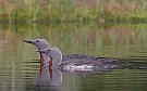 Red-throated Loon, Finland 30th of June 2007 Photo: Pasi Parkkinen