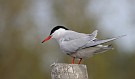Common Tern, Finland 18th of May 2006 Photo: Pasi Parkkinen