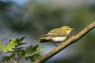 Wood Warbler, Denmark 3rd of May 2007 Photo: Terry Townshend