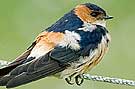 Red-rumped Swallow, Denmark 11th of May 2007 Photo: Jens Kirkeby