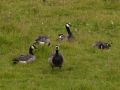 Canada Goose x Barnacle Goose, Faeroes Islands 12th of July 2007 Photo: Silas K.K. Olofson