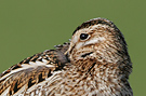 Common Snipe, Iceland 25th of May 2007 Photo: Helge Sørensen