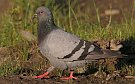 Rock Dove, Finland 25th of July 2007 Photo: Pasi Parkkinen