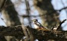 Middle Spotted Woodpecker, Estonia 26th of April 2007 Photo: Pasi Parkkinen