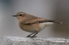 Northern Wheatear, Greenland 26th of August 2007 Photo: Lars Witting