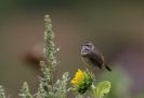 Bluethroat, Sweden 9th of September 2007 Photo: Tomas Lundquist