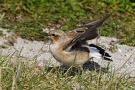 Northern Wheatear, Just before take off, Denmark 15th of September 2007 Photo: Steen E. Jensen