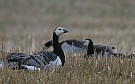 Barnacle Goose, Barnacle Geese (Branta leucopsis) are resting before long flight, Finland 29th of September 2007 Photo: Pasi Parkkinen