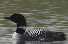 Great Northern Loon, Iceland 1st of July 2007 Photo: Søren Skov
