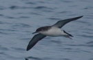 Manx Shearwater, Faeroes Islands 1st of October 2007 Photo: Silas K.K. Olofson