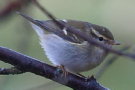 Yellow-browed Warbler, Faeroes Islands 3rd of October 2007 Photo: Silas K.K. Olofson