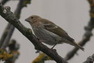 Common Rosefinch, Faeroes Islands 3rd of October 2007 Photo: Silas K.K. Olofson