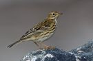 Meadow Pipit, Germany 1st of October 2007 Photo: Gabriel Schuler