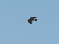 Greater Spotted Eagle, 