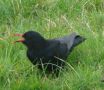 Red-billed Chough, Ireland 16th of October 2007 Photo: Paul Patrick Cullen
