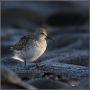 White-rumped Sandpiper, Iceland 21st of October 2007 Photo: Markus Tallroth