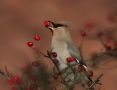 Bohemian Waxwing, Sweden 31st of October 2007 Photo: Tomas Lundquist
