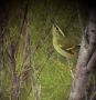 Yellow-browed Warbler, Italy 20th of October 2007 Photo: Hans Larsson