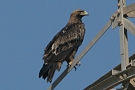 Eastern Imperial Eagle, Israel 12th of December 2007 Photo: Chris Batty