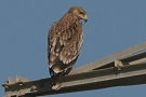 Eastern Imperial Eagle, Israel 15th of December 2007 Photo: Chris Batty