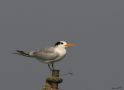 Lesser Crested Tern, India 16th of December 2006 Photo: Arne Volf