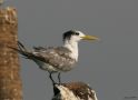 Greater Crested Tern, India 16th of December 2006 Photo: Arne Volf
