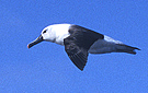 Gulnæbbet Albatros, Australien 27. marts 2004 Foto: Niels Behrendt