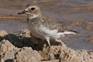 Greater Sand Plover, Israel 14th of December 2007 Photo: Chris Batty