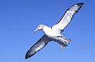 Hvidkronet Albatros, Australien 27. marts 2004 Foto: Niels Behrendt