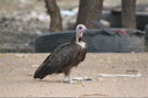 Hooded Vulture, Burkina Faso 29th of November 2007 Photo: Anne Navntoft